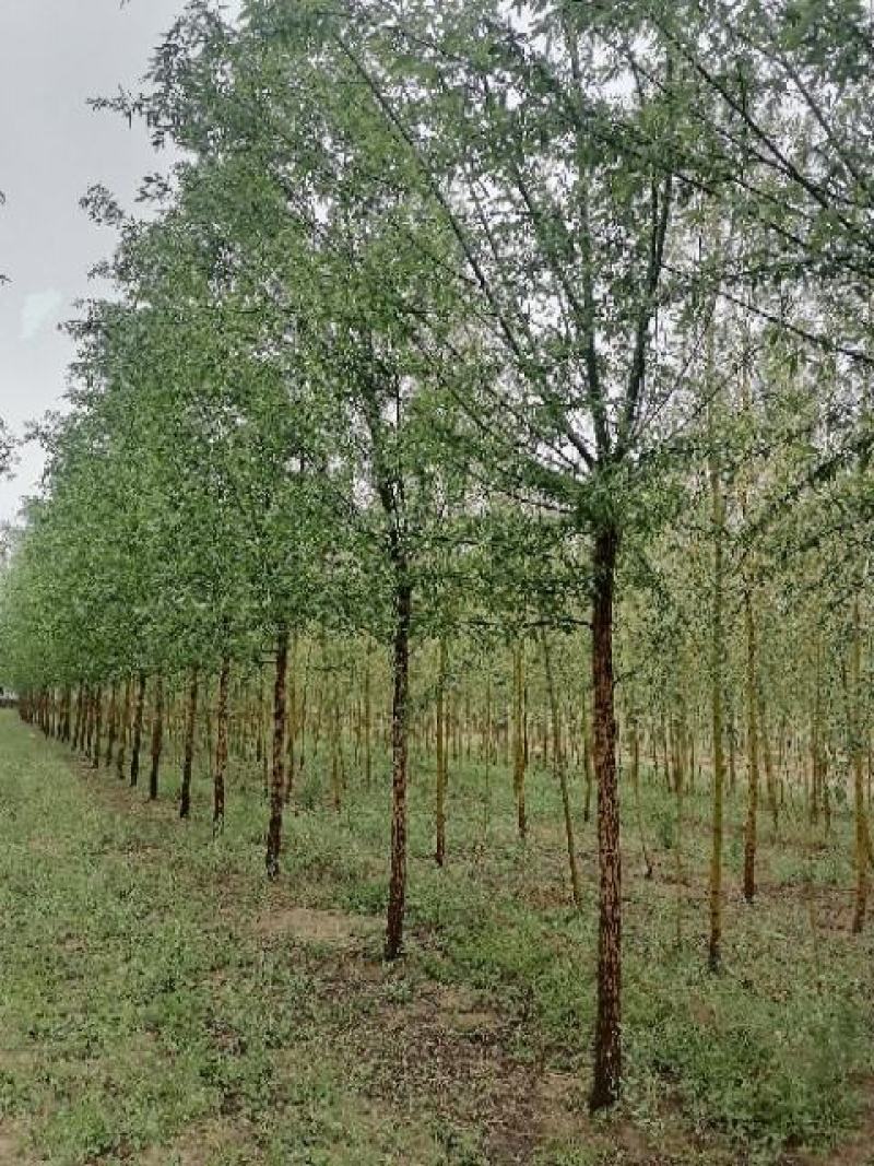 青皮柳树
