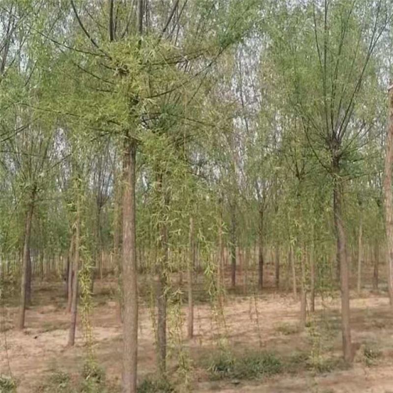 青皮柳树