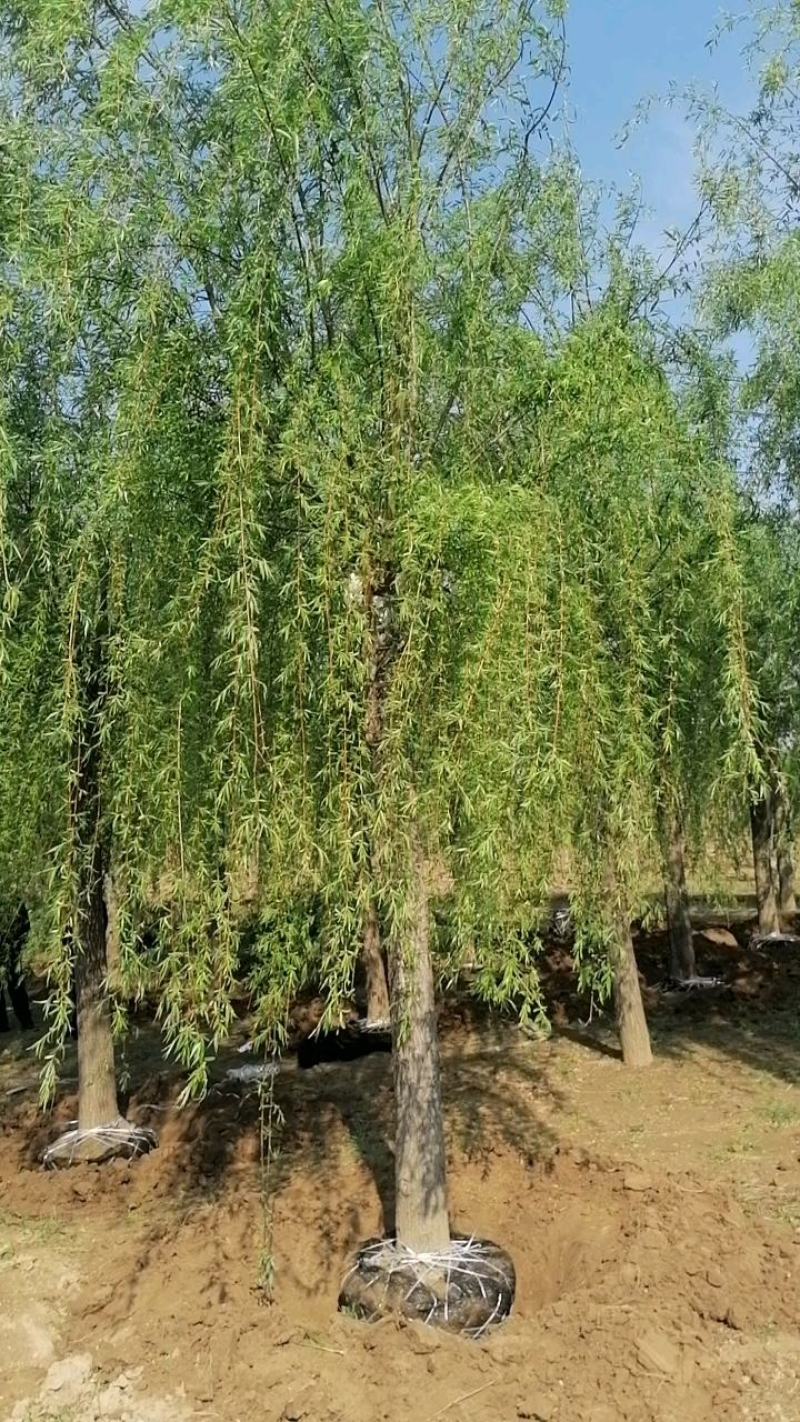 青皮柳树