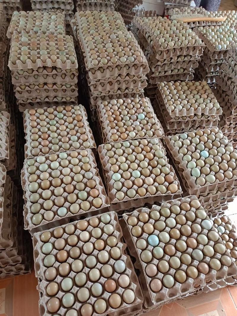 七彩山鸡蛋。全国发货。