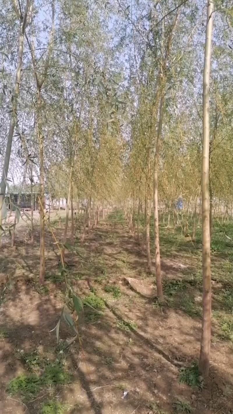 青皮柳树