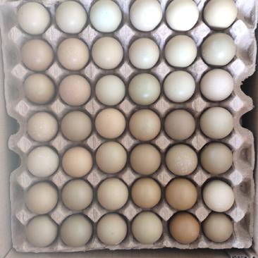 七彩山鸡蛋。全国发货。