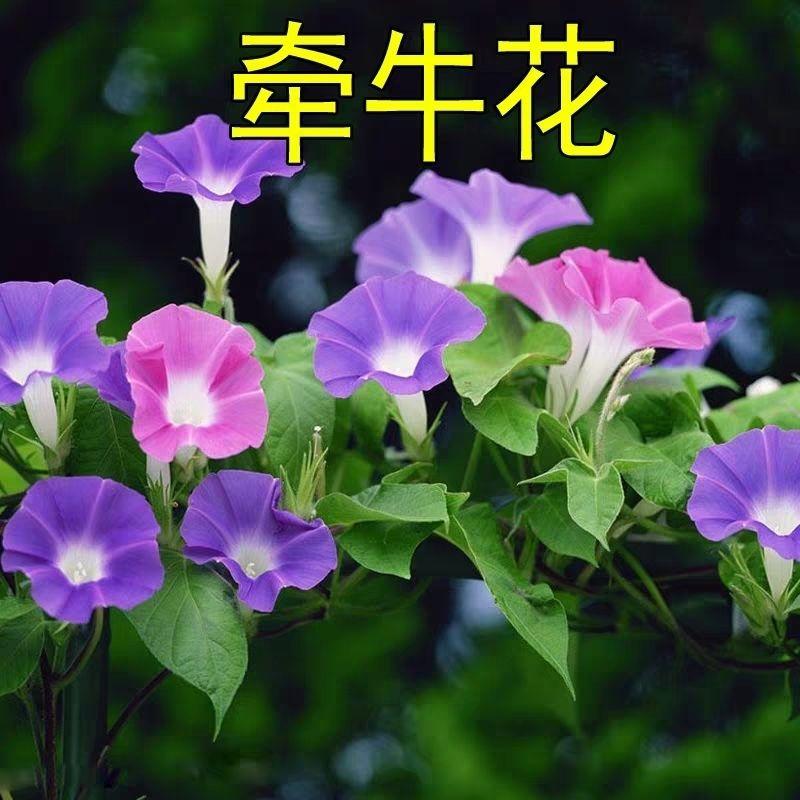 爬藤大牵牛花种子喇叭花种子喇叭花一年四季爬藤花卉四季庭院