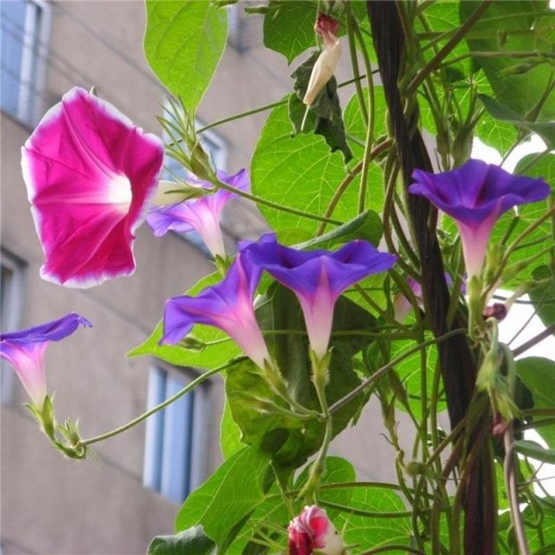 爬藤大牵牛花种子喇叭花种子喇叭花一年四季爬藤花卉四季庭院