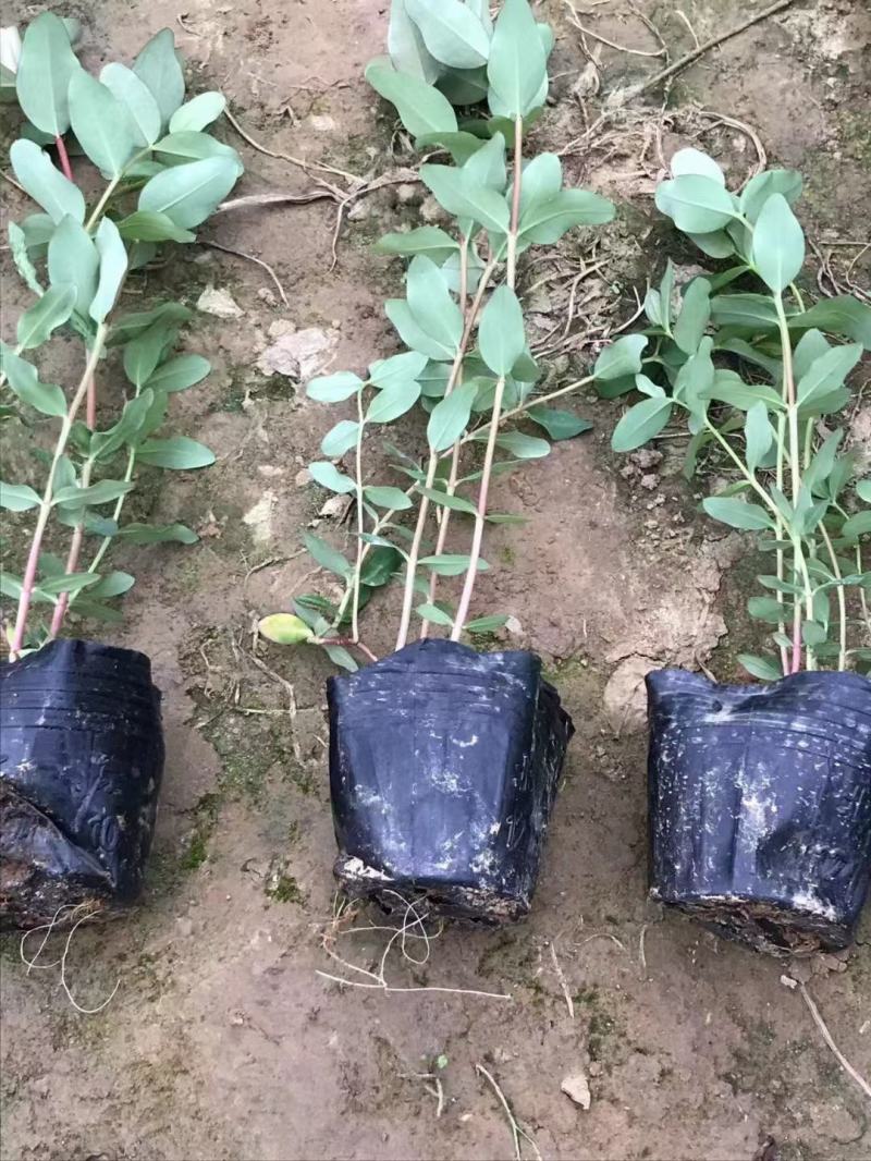 金丝桃土连翘基地直发欢迎新老客户实地看货
