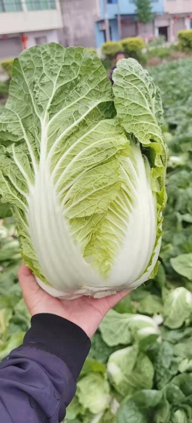 白菜大白菜