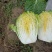 白菜大白菜