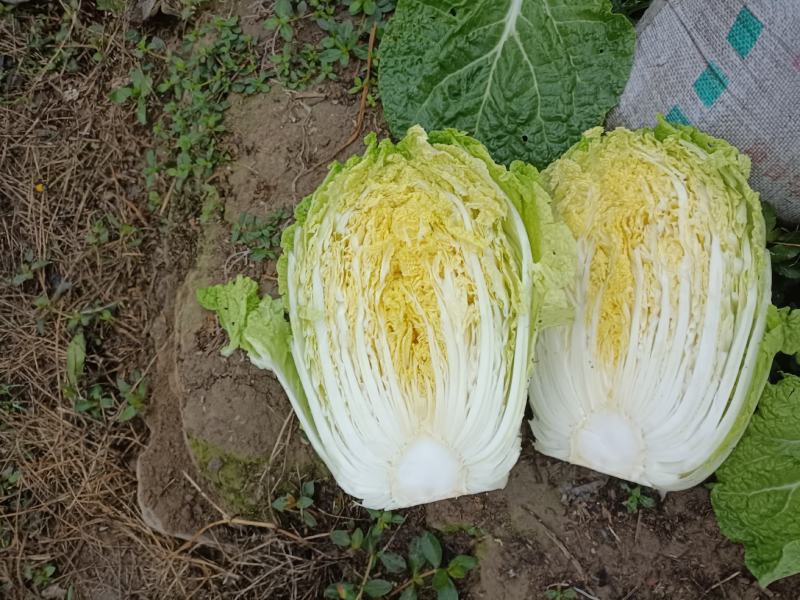 白菜大白菜