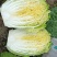 白菜大白菜