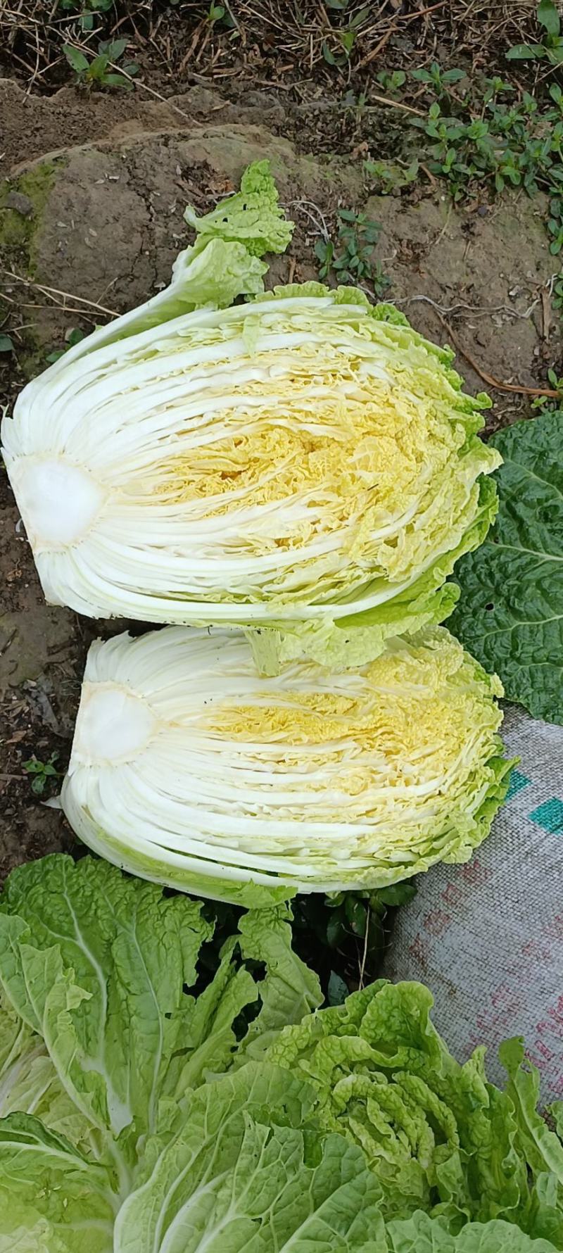 白菜大白菜