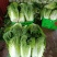 白菜大白菜