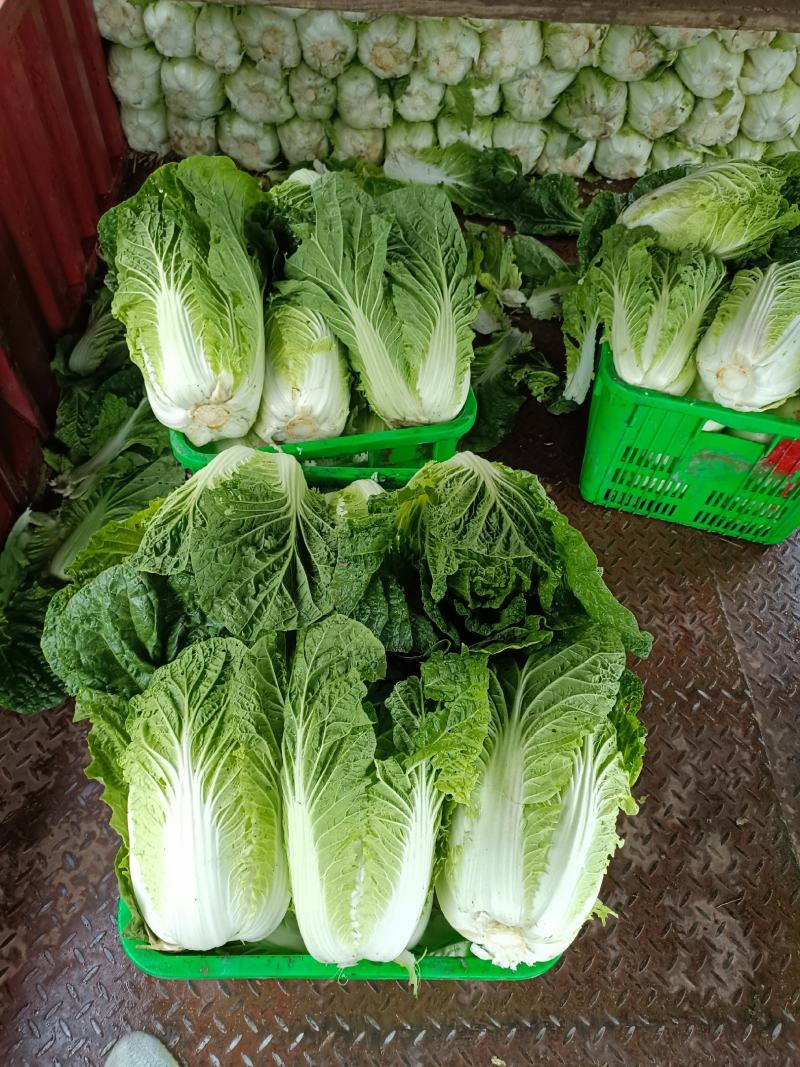 白菜大白菜