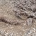 爬山虎、五叶地锦河南鄢陵万亩基地
