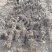 爬山虎、五叶地锦河南鄢陵万亩基地