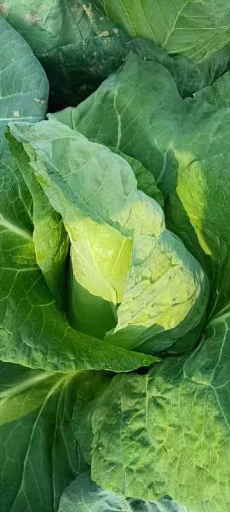 精品牛心甘蓝春绣
