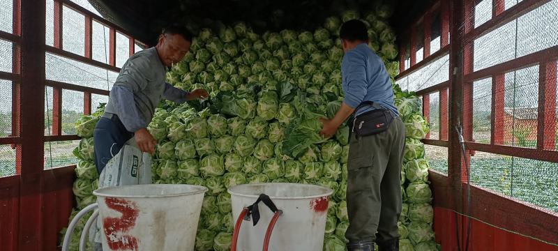 精品牛心甘蓝春绣