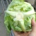 精品牛心甘蓝春绣