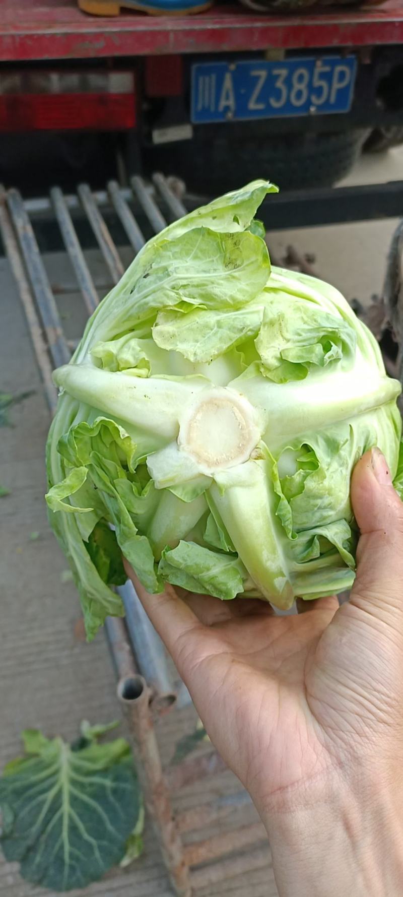 精品牛心甘蓝春绣