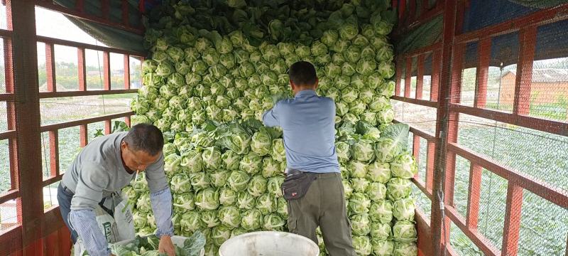 精品牛心甘蓝春绣