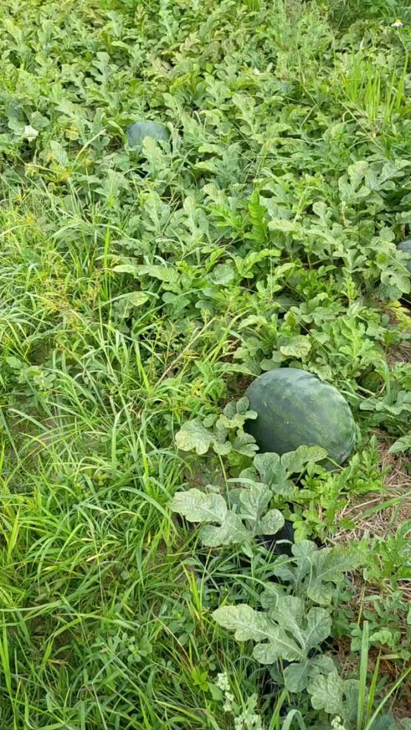 甜王西瓜大量上市中，沿海沙地种植，糖度高，远销全国。