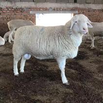 澳洲白绵羊产地直发价格可视频选货全国接单