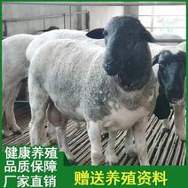 黑头杜波绵羊多胎高产澳洲白母羊羊羔视频
