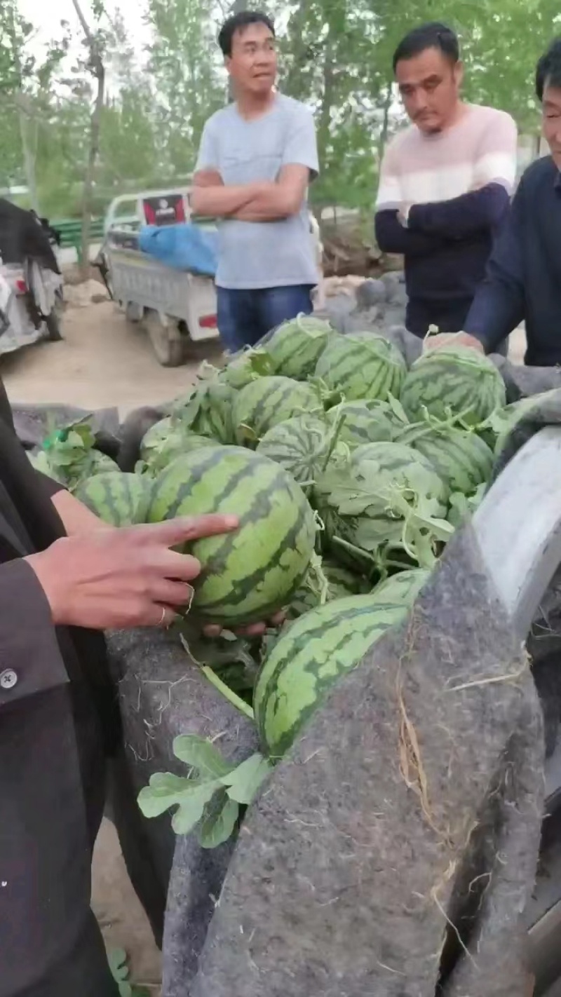 美都麒麟西已大量上市，保证质量，欢迎新老顾客前来定购