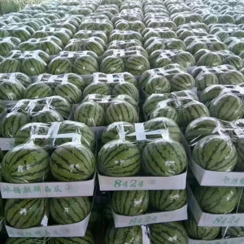 美都麒麟西已大量上市，保证质量，欢迎新老顾客前来定购