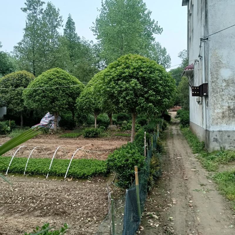 桂花树，河南精品黄金桂花树，成活率高易管理绿化树欢迎咨询