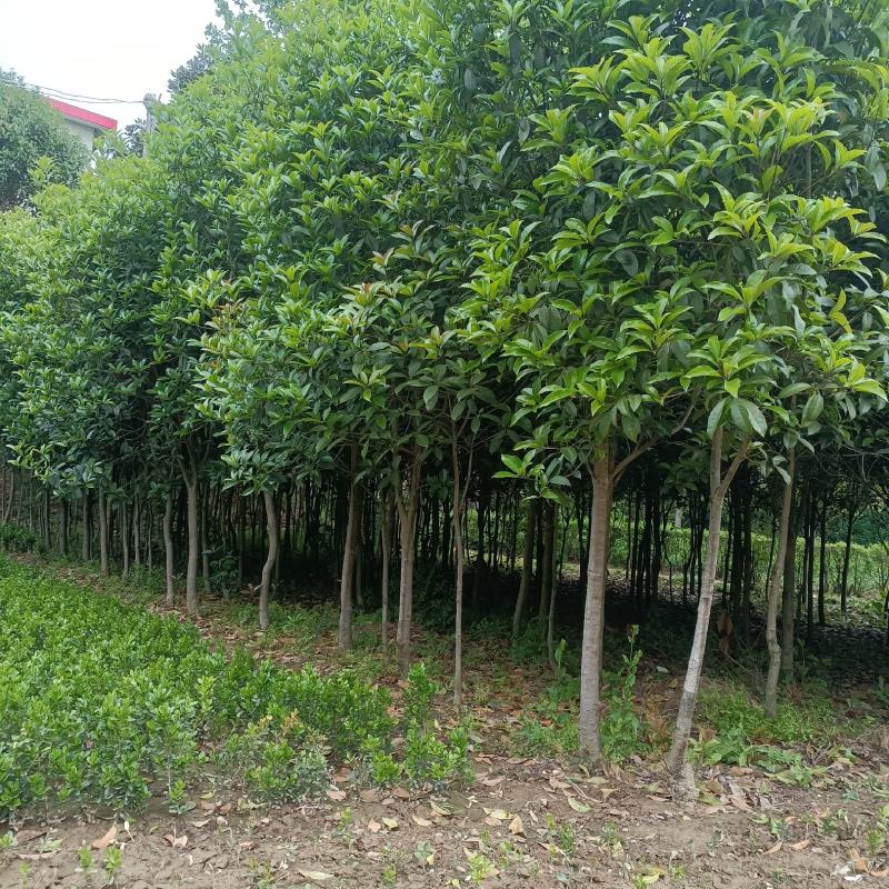 桂花树，河南精品黄金桂花树，成活率高易管理绿化树欢迎咨询