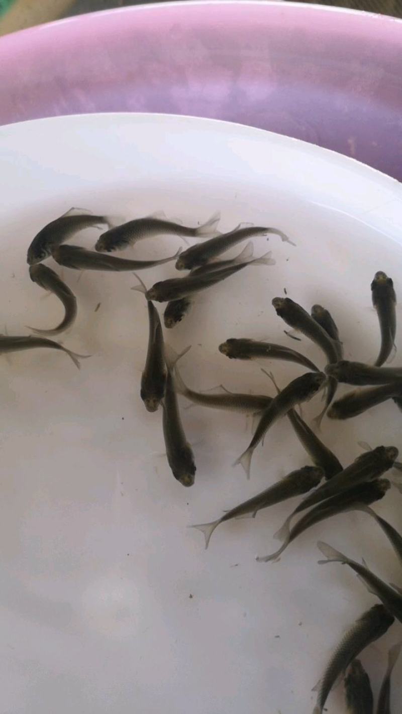 优质鲫鱼苗培育严格管控，成活率高，产地直销，货源充足。