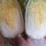 大颗娃娃菜