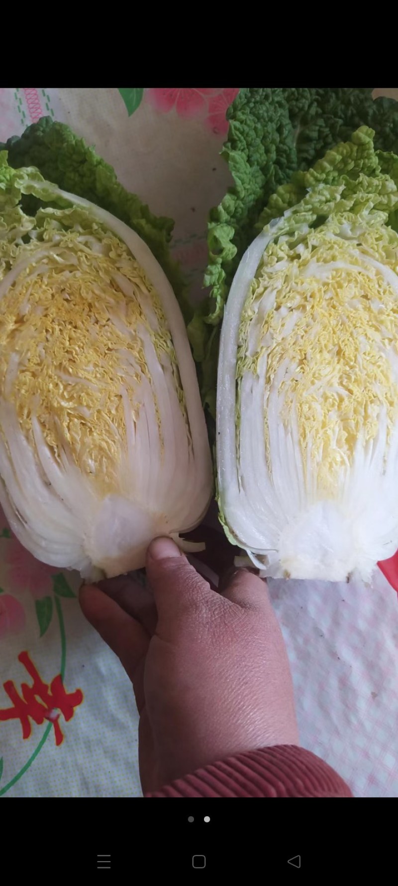 大颗娃娃菜
