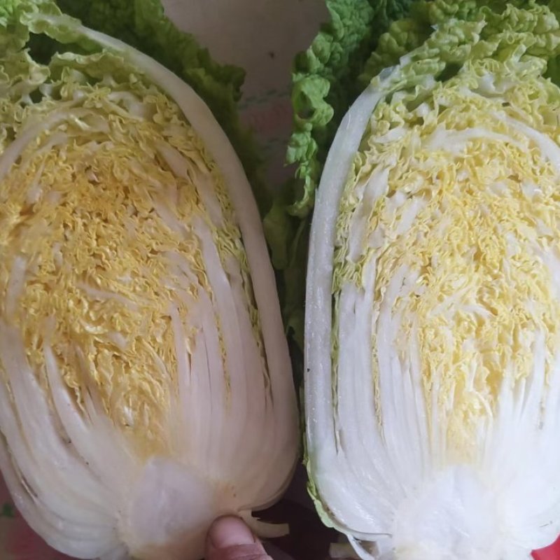 大颗娃娃菜