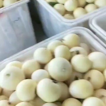济宁喻屯甜瓜大量上市