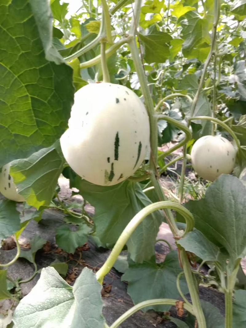 （优选）梦露香瓜蜜露甜瓜月露流星货源充足，大量上市