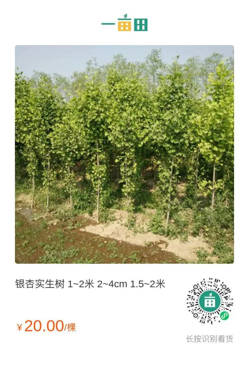 河北省保定市清苑县银杏树
