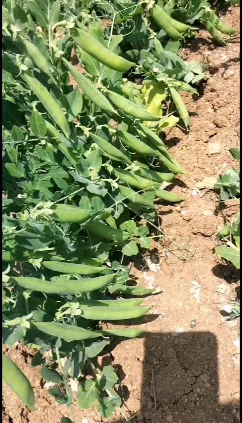 豌豆，中豌6，中豌9号，货源充足，需要的老板欢迎来电