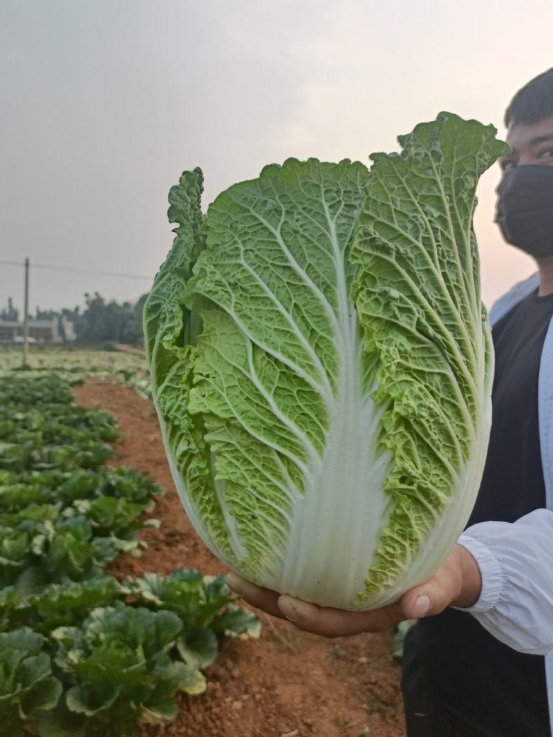 大白菜，土豆，包菜