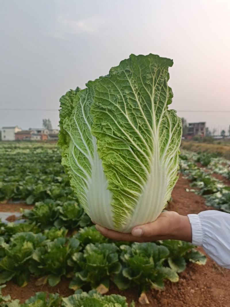 大白菜，土豆，包菜