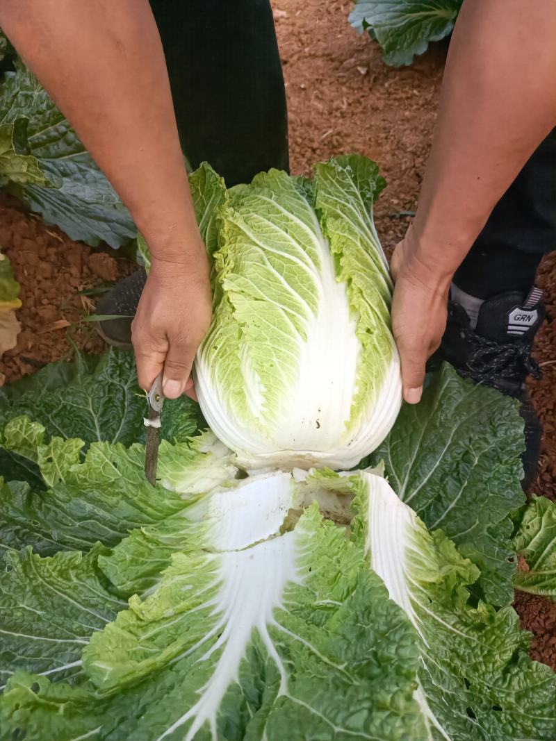 大白菜，土豆，包菜