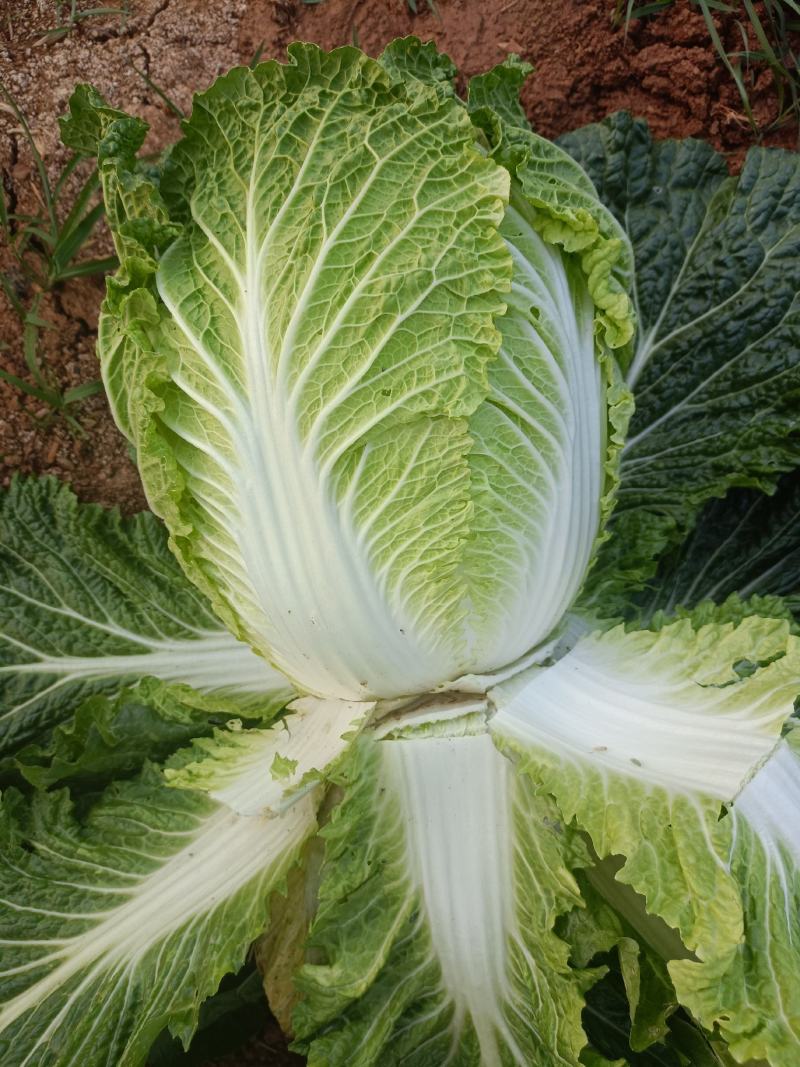 大白菜，土豆，包菜