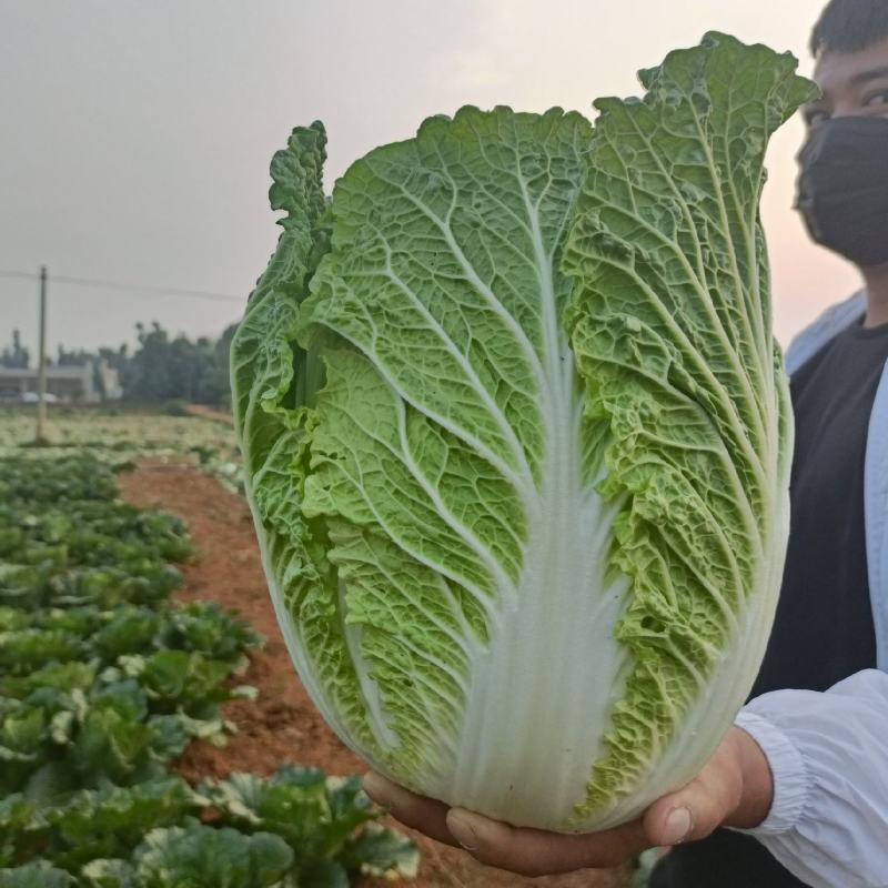 大白菜，土豆，包菜