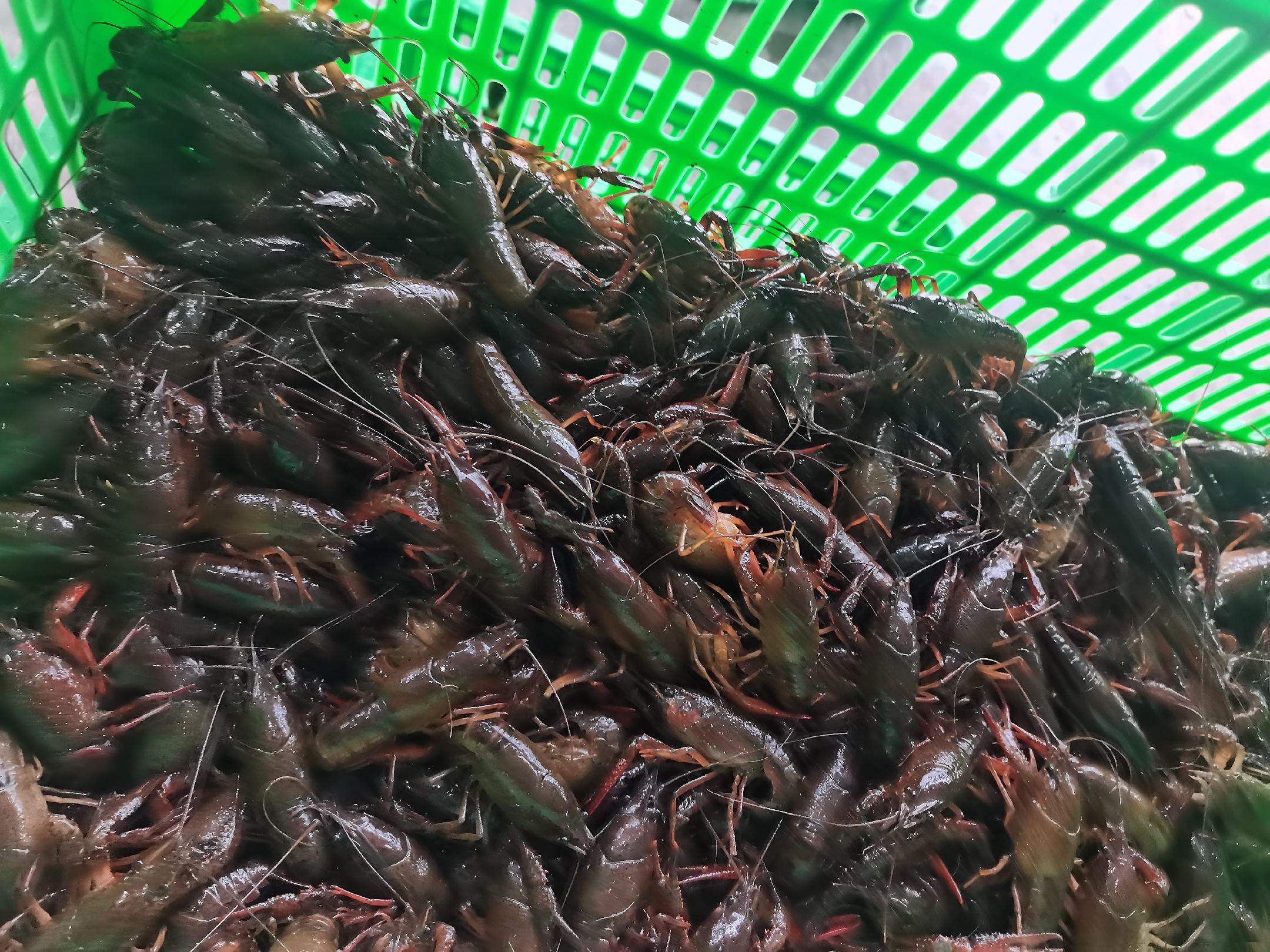 清蒸小龙虾配蔬菜图示