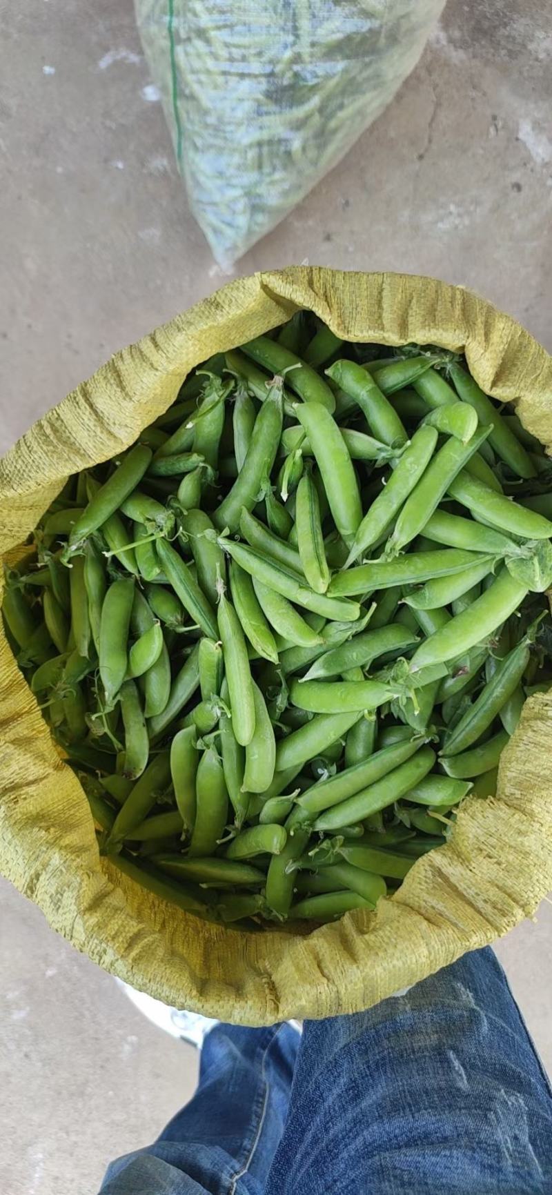 豌豆，中豌6，中豌9号，货源充足，需要的老板欢迎来电