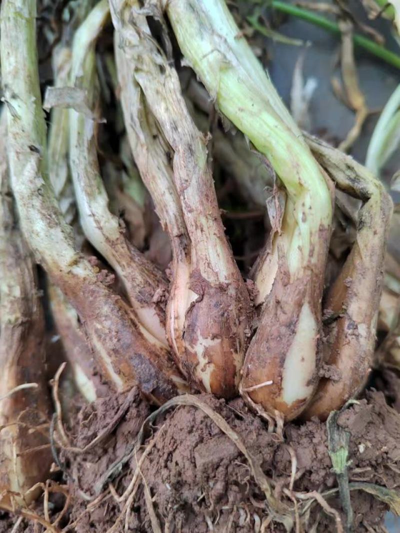四季小香葱
