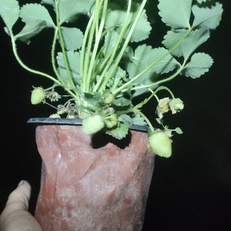 盆栽草莓带花带果本地销售
