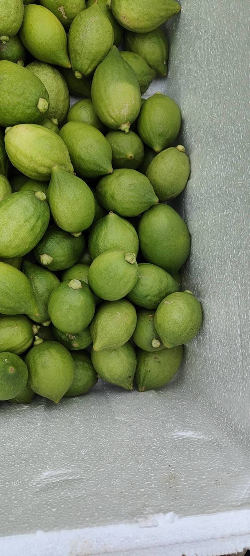 无籽香水柠檬