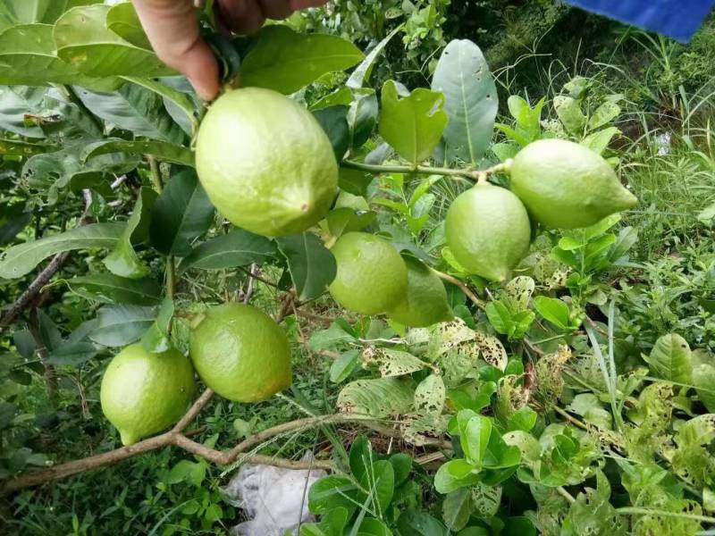 无籽香水柠檬