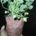 盆栽草莓带花带果本地销售